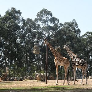 Giraffes (1.0 Kordofan and 1.0 Baringo)