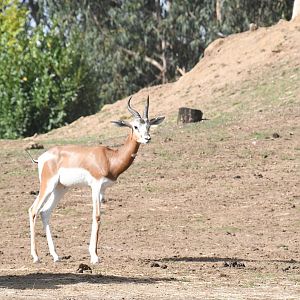 Mhorr Gazelle