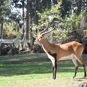 Southern Lechwe