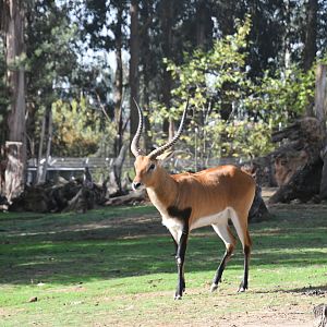 Southern Lechwe