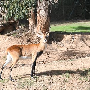 Southern Lechwe