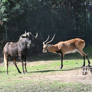 Southern Lechwe vs Black Wildebeest