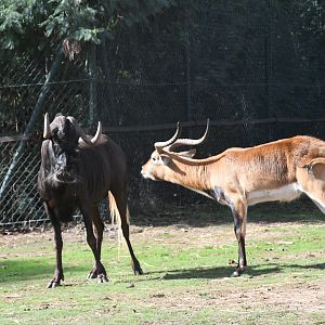 Southern Lechwe vs Black Wildebeest
