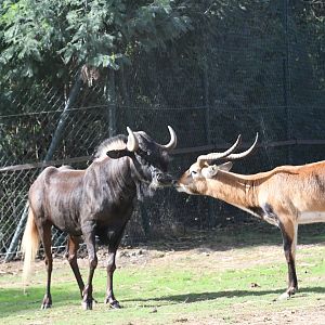 Southern Lechwe vs Black Wildebeest