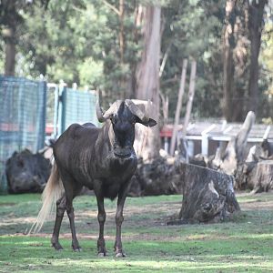 Black Wildebeest