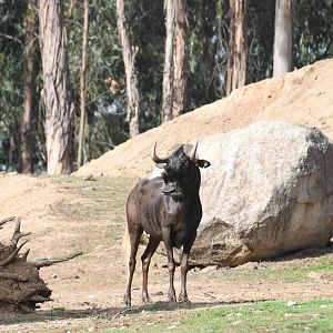 Black Wildebeest