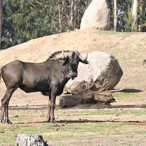 Black Wildebeest