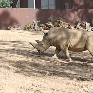 White Rhinoceros