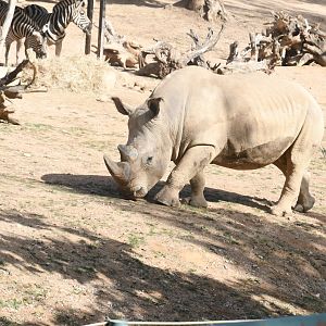 White Rhinoceros