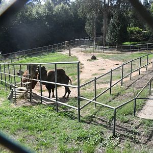 Bactrian Camels exhibit