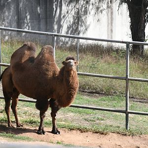 Bactrian Camel