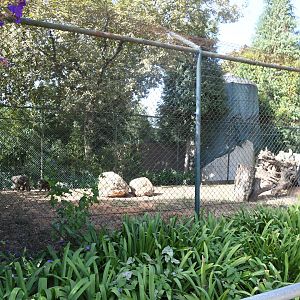 Stump-tailed Macaques exhibit