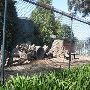 Stump-tailed Macaques exhibit