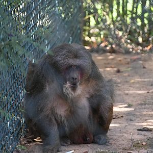 Stump-tailed Macaque
