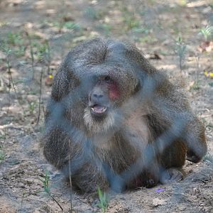 Stump-tailed Macaque