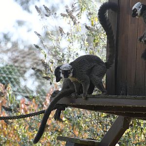 White-fronted Lemurs