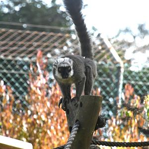 White-fronted Lemur