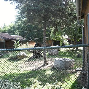 Pygmy Hippo and Southern Ground Hornbill exhibit