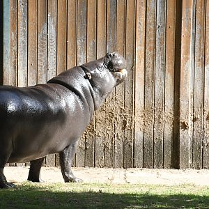 Pygmy Hippopotamus