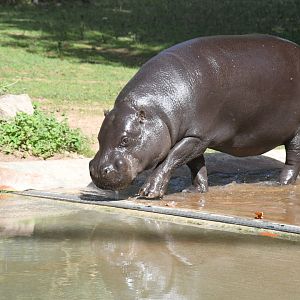 Pygmy Hippopotamus