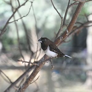 White-rumped Munia
