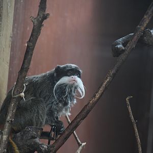Emperor Tamarin