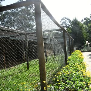 African Gray Parrots aviary