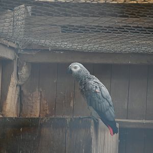 African Gray Parrot