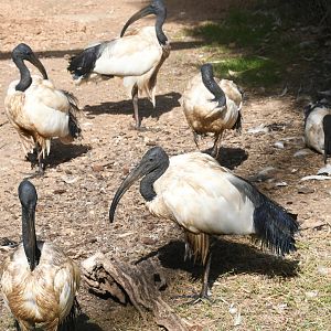 Sacred Ibises