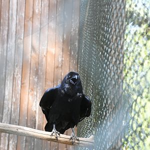 Raven