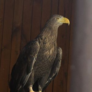 White-tailed Eagle