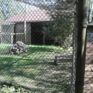 Hooded Vulture aviary