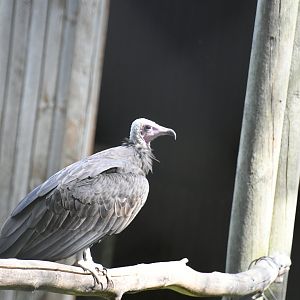 Hooded Vulture