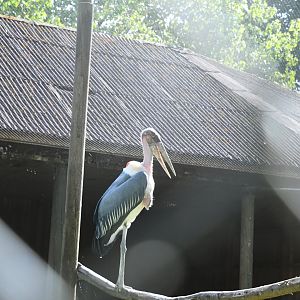 Marabou Stork