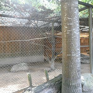 Collared Peccaries and Striated Caracaras exhibit