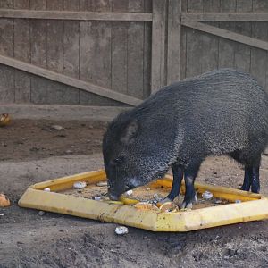 Collared Peccary