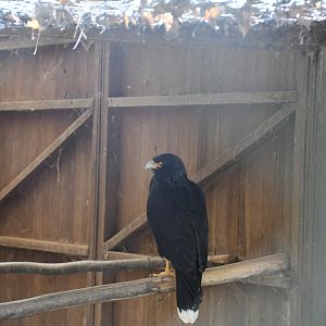 Striated Caracara