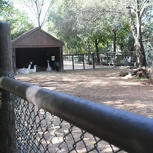 Llamas exhibit