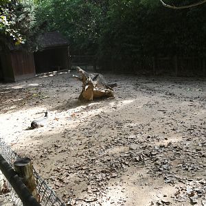 Patagonian Maras exhibit