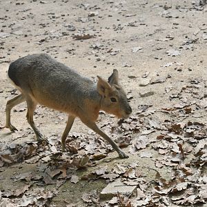Patagonian Mara