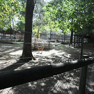 Nyalas exhibit
