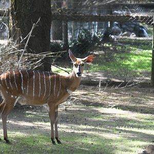 Nyala