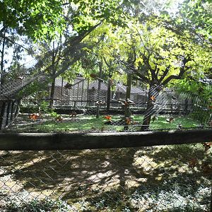 Saddle-billed Storks aviary