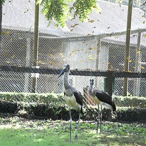 Saddle-billed Storks (immature)