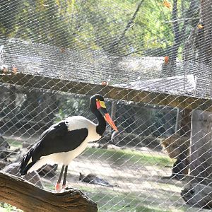 Saddle-billed Stork