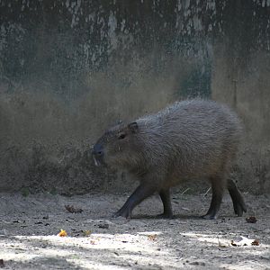 Capybara