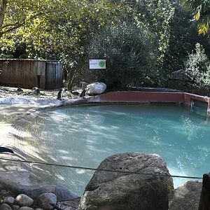 Humboldt's Penguins exhibit