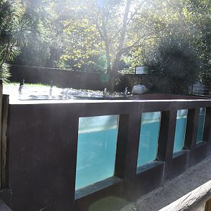 Humboldt's Penguins exhibit (underwater viewing)