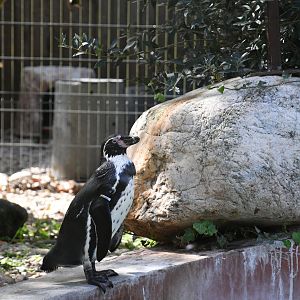 Humboldt's Penguin