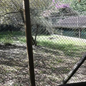Snow Leopard exhibit